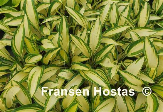 Hosta Janie Girl